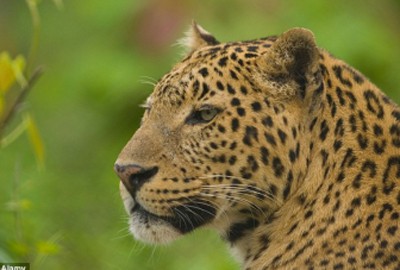 Polícia acha cabeça de menino devorado por leopardo que já matou outras 14 pessoas